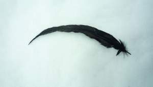 PLUMA DE GALLO 25-28CM C/100