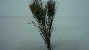 PLUMA PAVORREAL 80-90CM